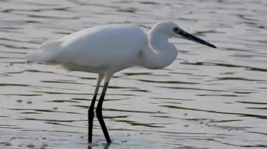 Beyaz balıkçıl Egretta Garzetta Gölde avlanıyor