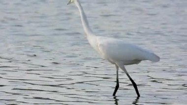 Beyaz balıkçıl Egretta Garzetta Gölde avlanıyor