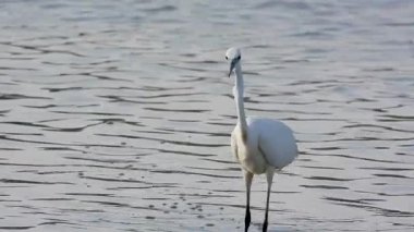 Beyaz balıkçıl Egretta Garzetta Gölde avlanıyor