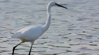 Beyaz balıkçıl Egretta Garzetta Gölde avlanıyor