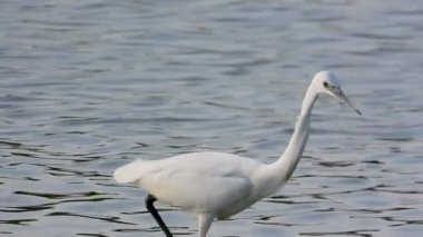 Beyaz balıkçıl Egretta Garzetta Gölde avlanıyor