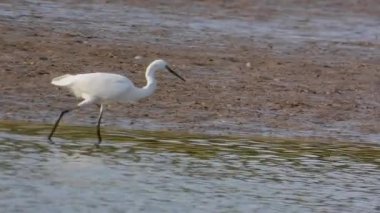 Beyaz balıkçıl Egretta Garzetta Gölde avlanıyor