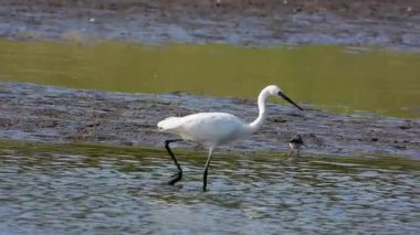 Beyaz balıkçıl Egretta Garzetta Gölde avlanıyor