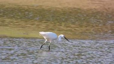 Beyaz balıkçıl Egretta Garzetta Gölde avlanıyor