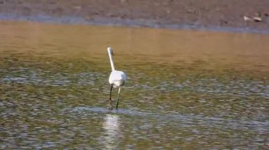 Beyaz balıkçıl Egretta Garzetta Gölde avlanıyor