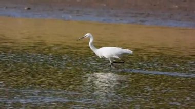 Beyaz balıkçıl Egretta Garzetta Gölde avlanıyor
