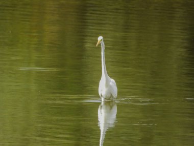 Beyaz balıkçıl Ardea alba Gölde avlanıyor