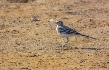 Motacilla alba bir yaz gölünde