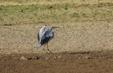 Gri Heron Ardea Cinerea Gölde Avlanıyor