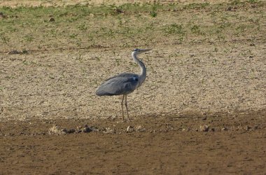 Gri Heron Ardea Cinerea Gölde Avlanıyor