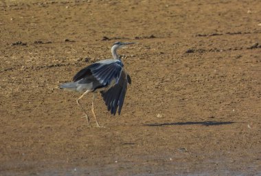 Gri Heron Ardea Cinerea Gölde Avlanıyor
