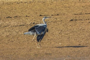 Gri Heron Ardea Cinerea Gölde Avlanıyor