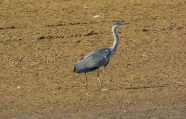 Gri Heron Ardea Cinerea Gölde Avlanıyor