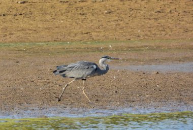 Gri Heron Ardea Cinerea Gölde Avlanıyor