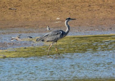 Gri Heron Ardea Cinerea Gölde Avlanıyor