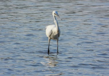 Beyaz balıkçıl Egretta Garzetta Gölde avlanıyor