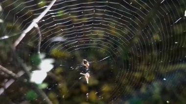 Dağ ormanında gökkuşağı ağı ağı