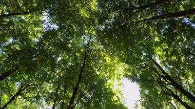 Dağ kayın ormanlarının sonbahar manzarası