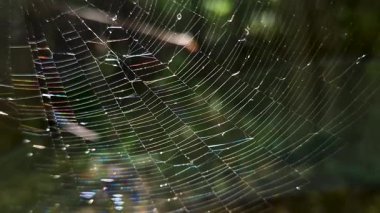 Dağ ormanında gökkuşağı ağı ağı