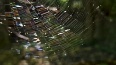 Dağ ormanında gökkuşağı ağı ağı