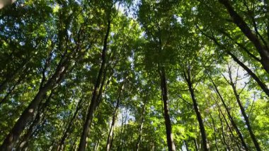 Dağ kayın ormanlarının sonbahar manzarası