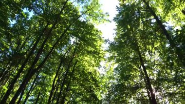 Dağ kayın ormanlarının sonbahar manzarası