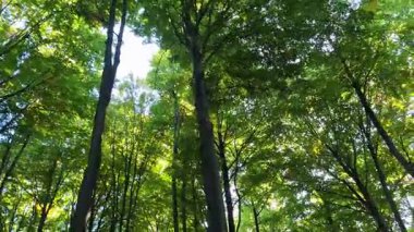 Bir SUV sonbahar kayın ormanlarında dolaşır.