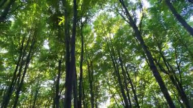 Bir SUV sonbahar kayın ormanlarında dolaşır.