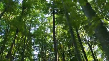 Bir SUV sonbahar kayın ormanlarında dolaşır.