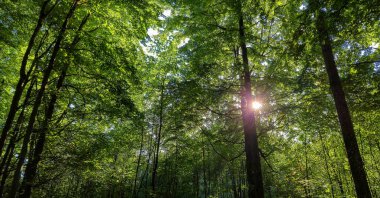 Dağ kayın ormanlarının sonbahar manzarası