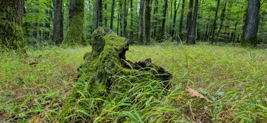 Dağ meşesi ormanlarının sonbahar manzarası