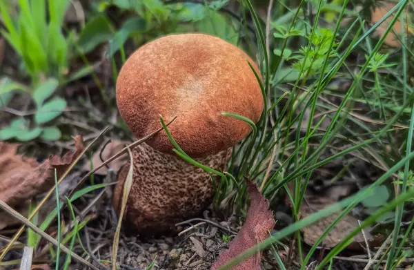 Dağ ormanında huş ağacı mantarı.