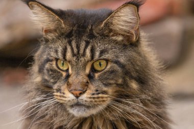 Mermer bir Rakun 'un Portresi