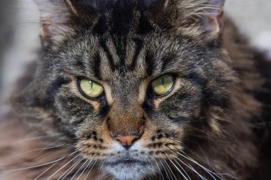 Mermer bir Rakun 'un Portresi