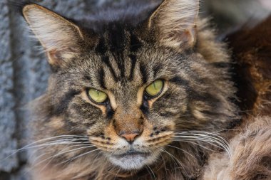 Mermer bir Rakun 'un Portresi