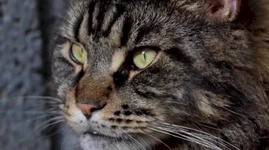 Mermer bir Rakun 'un Portresi