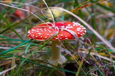 Amanita muscaria in its natural environment in europe.