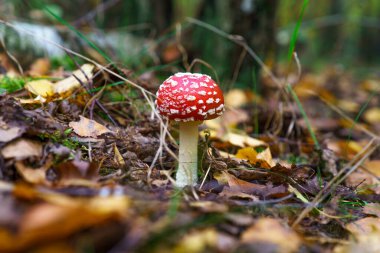 Red fly agaric in his natural environment.