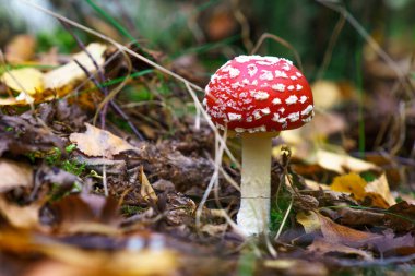 Red fly agaric in his natural environment.