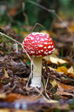 Red fly agaric in his natural environment.