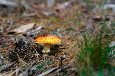 Mushroom background with copu space in the forest background.