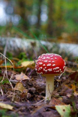 Autumn scenery background with yellow leafes and red mushroom fly amanita.
