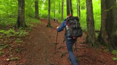 Birlikte yürüyüş yapan üç kişilik bir grubun arka görüntüsü. Sırt çantalı, sopalı, eğilmiş, sonbaharda ormanda yürüyen turistler. Turizm ve yürüyüş kavramı.