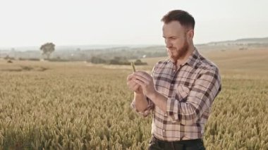Erkek çiftçinin işini sevmesi, tarlada buğday yetiştirmesi. Sakallı, ekose tişörtlü, elinde hırka tutan, bakan, hayran olan bir adam. Bitki ve tarım yetiştirme kavramı.