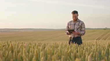 Sakallı bir adamın tarlada buğdayla dikildiği, tablet kullandığı ön manzara. Agronomist, çiftçi buğday yetiştiriyor, ekip biçiyor, inceliyor. Bitki ve tarım yetiştirme kavramı.