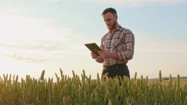 Tarımcı, tarlada buğday yetiştiren çiftçi, incelemeler. Sakallı, ekose gömlek giyen, tablet tutan, kaydıran, bitki yetiştiren bir adam. Tarım kavramı.