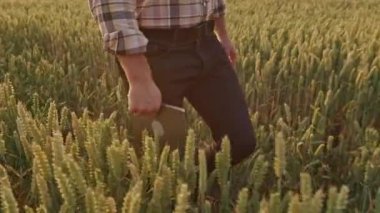 Erkek tarımcı, elinde tablet olan çiftçi, tarlada buğdayla yürüyor. Ekose gömlekli bir adam buğday yetiştiriyor, yetiştiriyor. Büyüme ve bitkilerle ilgilenme kavramı.