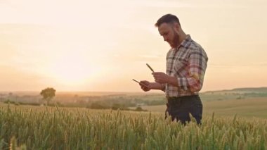 Sakallı genç adam tarlada dikiliyor, tırtıl tutuyor, inceliyor. Agronomist, büyüyen çiftçi, buğday eken. Büyüme ve bitkilerle ilgilenme kavramı.