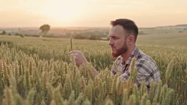 Tarlada Buğdaylı Sakallı Bir Çiftçi Ekose Tişörtlü Bir Adam Tırtıl — Stok video