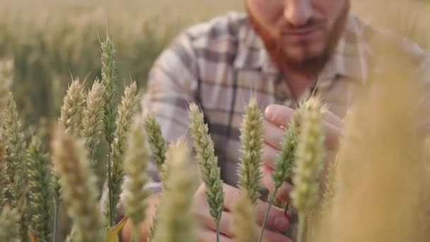 Erkek Çiftçinin Tarlada Oturup Buğday Yetiştirdiği Yakın Plan Ekose Gömlek — Stok video